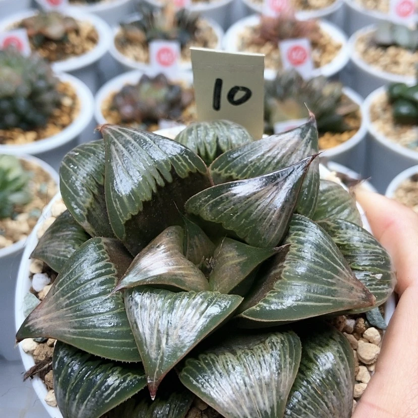 【闪购商品】10PK寿