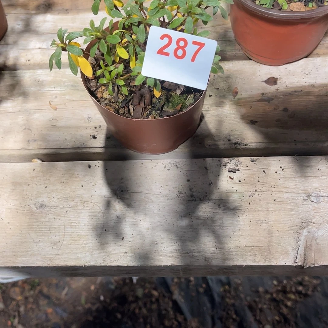 直播时间一直一直