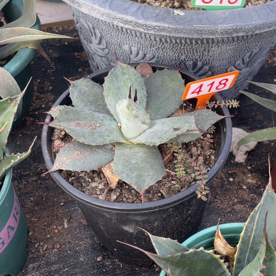 虚空藏高级灰龙舌兰418