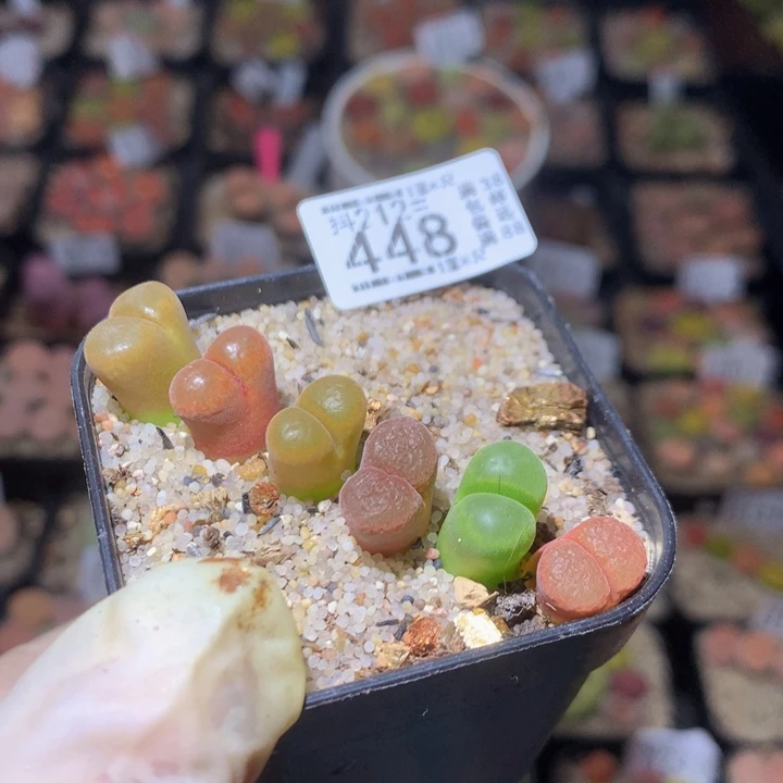 8****版精品生生花212.448