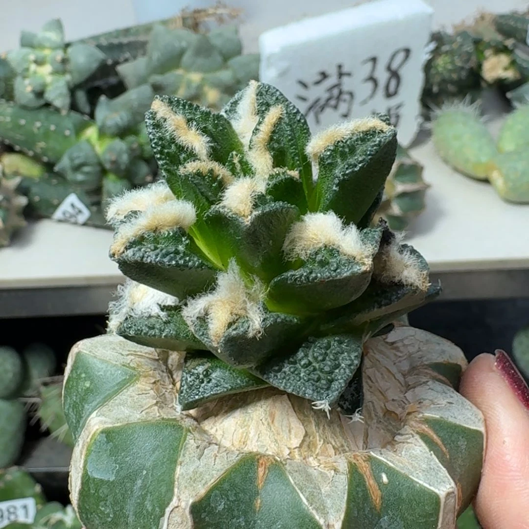 【闪购商品】无花朵梦*博士辛顿326
