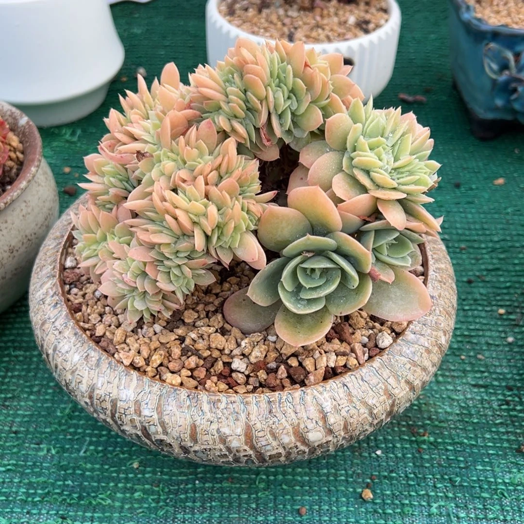 厚叶丝绸缀，，，，，，，，，，，，，，，，