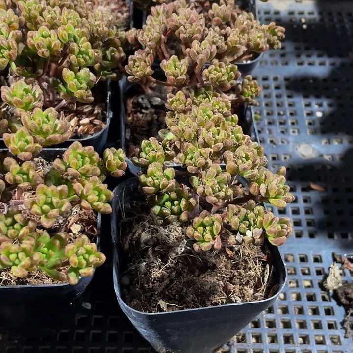 小人姬带盆土发货