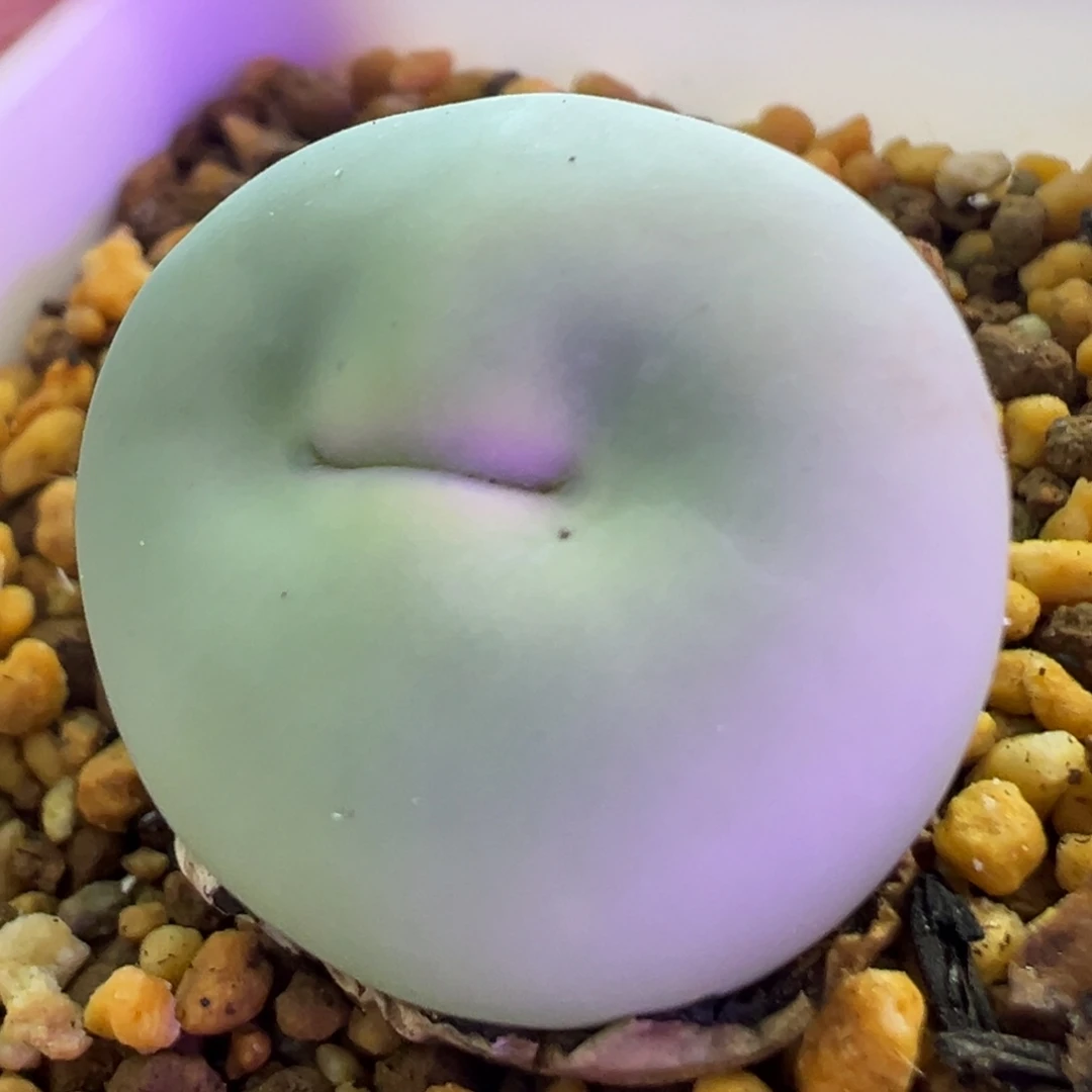 超大型嘟嘟嘴 肉锥植物