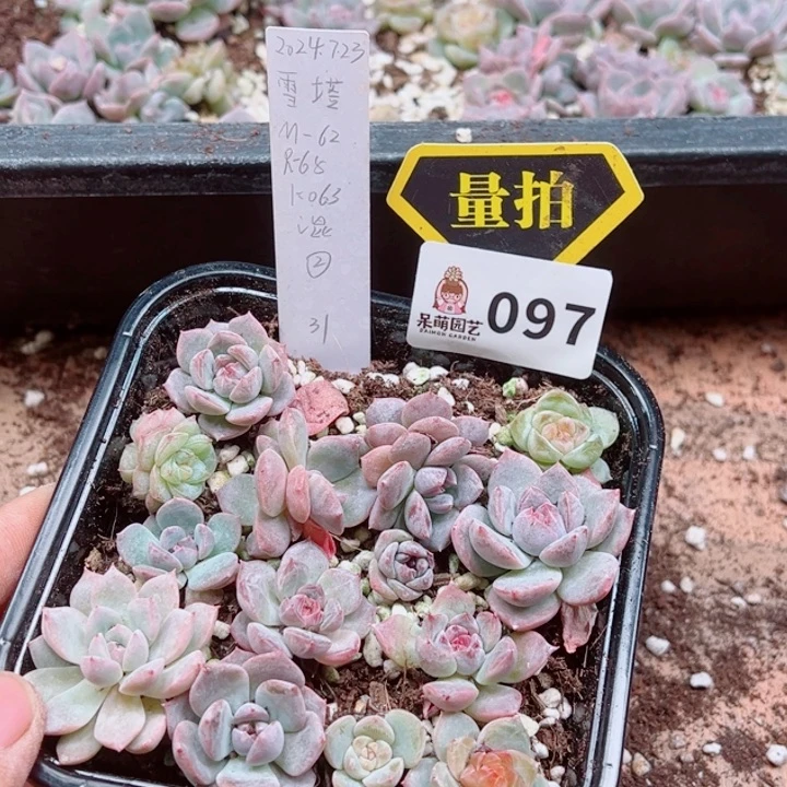 多肉植物多肉植物