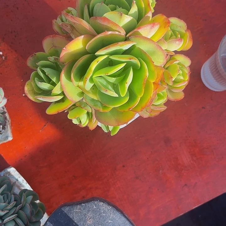 碧桃捧花多肉植物