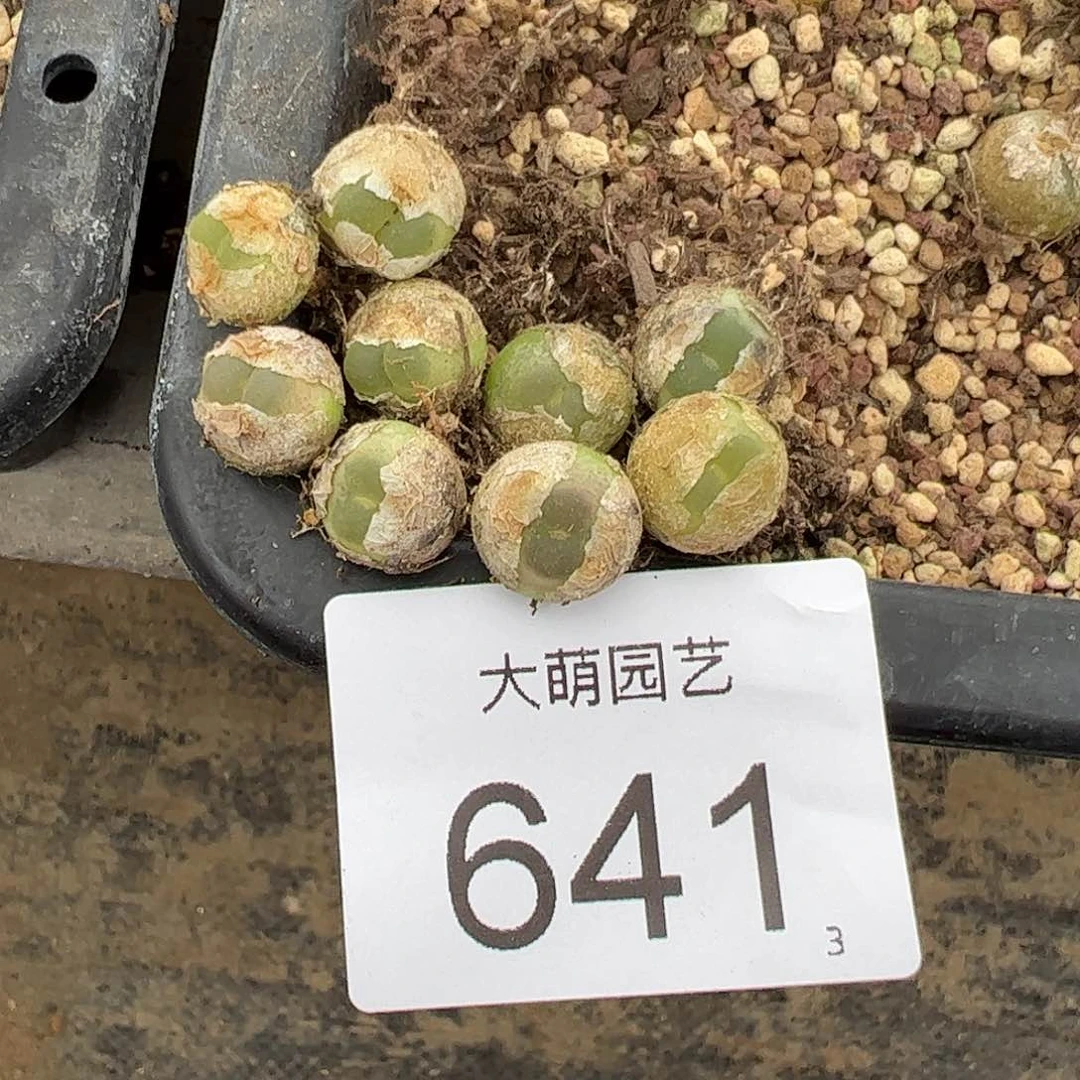 0000641量拍以下1颗4年优选拉登