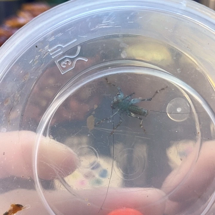 蓝精灵两只啊啊啊