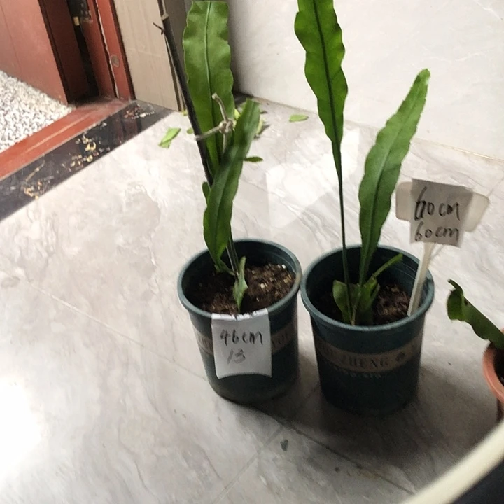完全开放大叶昙花一物一拍