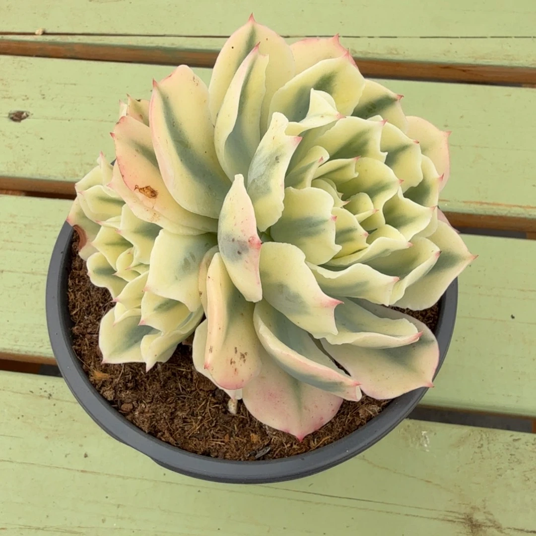 海啸锦锦上园艺一物一拍