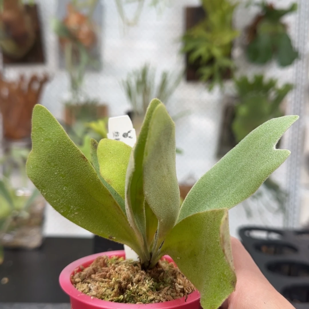 A1鹿角蕨孢子苗喔