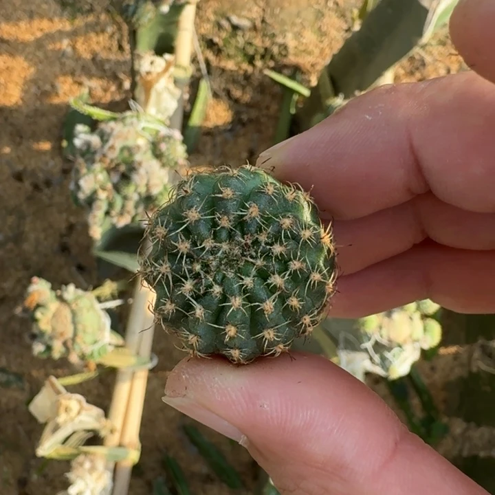 46丽花貂蝉歪3公分左右无根侧牙小，20包邮