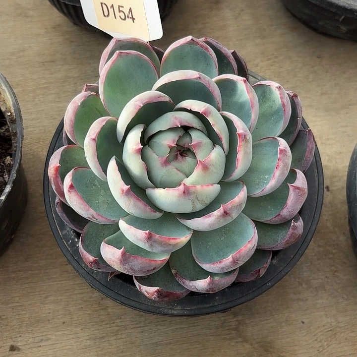 越*惊鸿仙子D154一物一拍