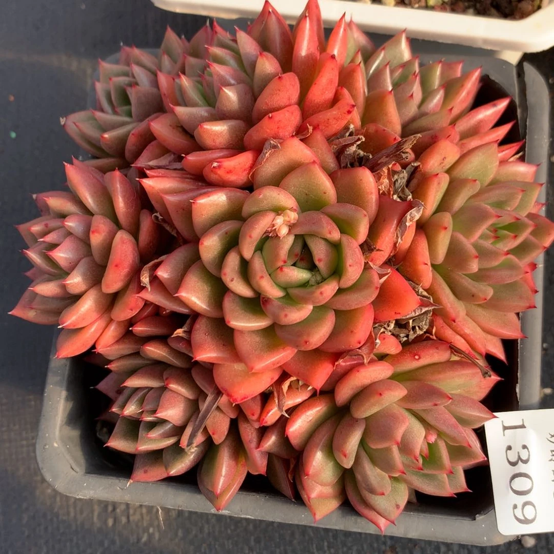 1309新年快乐发发发