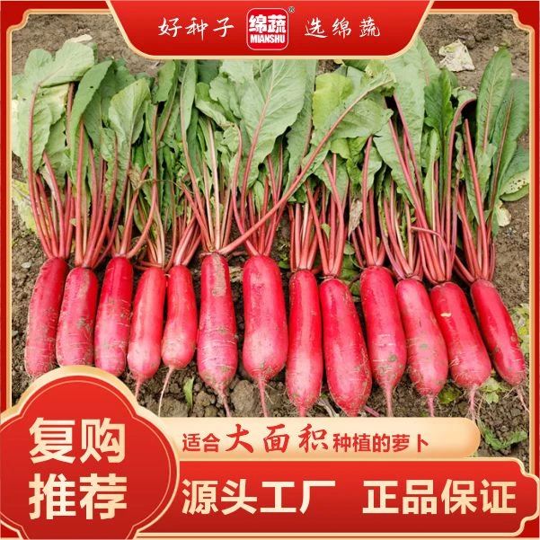 绵蔬【满田红】皮色红肉白色长、水汁丰富、味微甜、细嫩、泡菜简单蔬菜