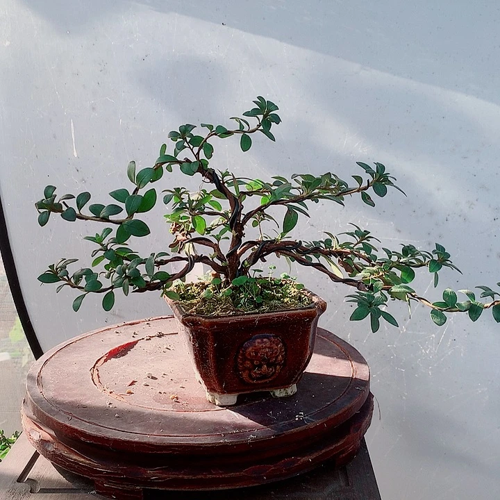 大部分花苞少量开放皋月杜鹃花八咫之镜