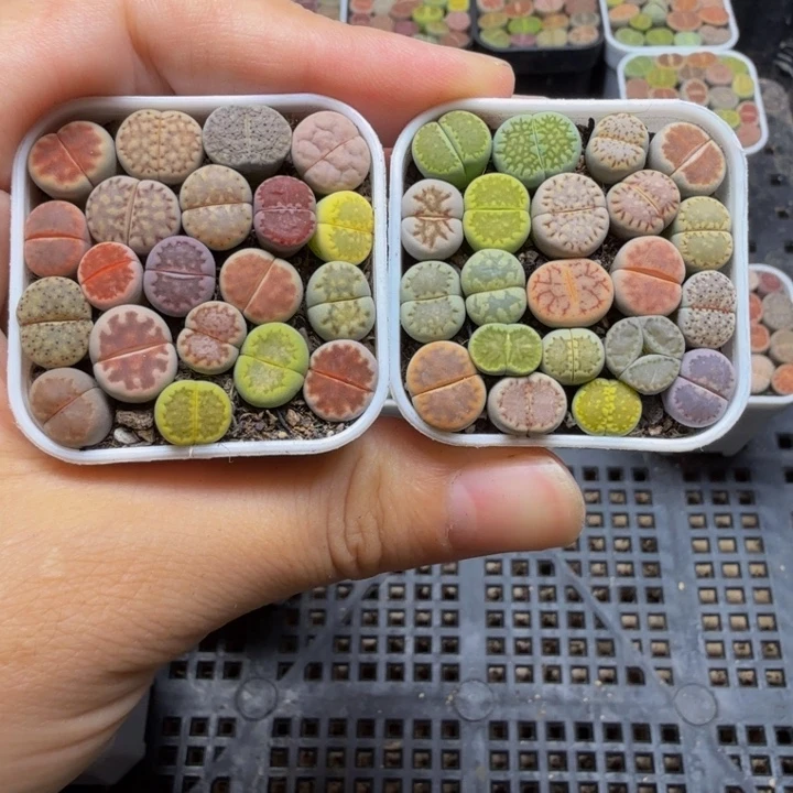幺***零多肉植物的生长570