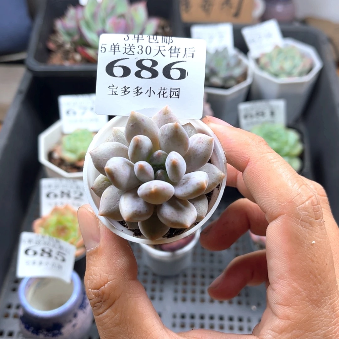 半夏一物一拍满三单包邮满26送一颗精品小肉肉