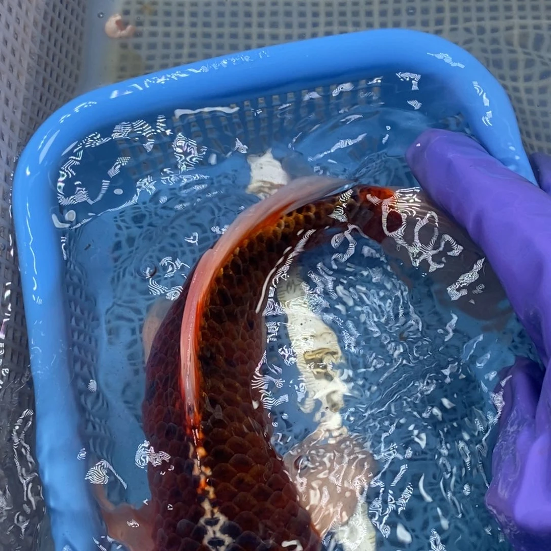 锦鲤冷水锦鲤包邮