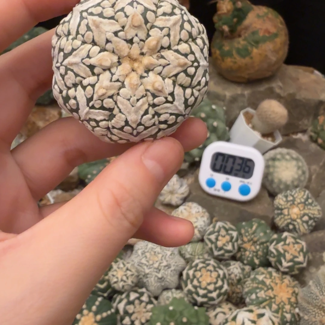 小***子v兜哈哈哈哈哈哈哈