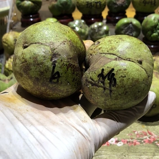 桃核吊坠核桃核桃