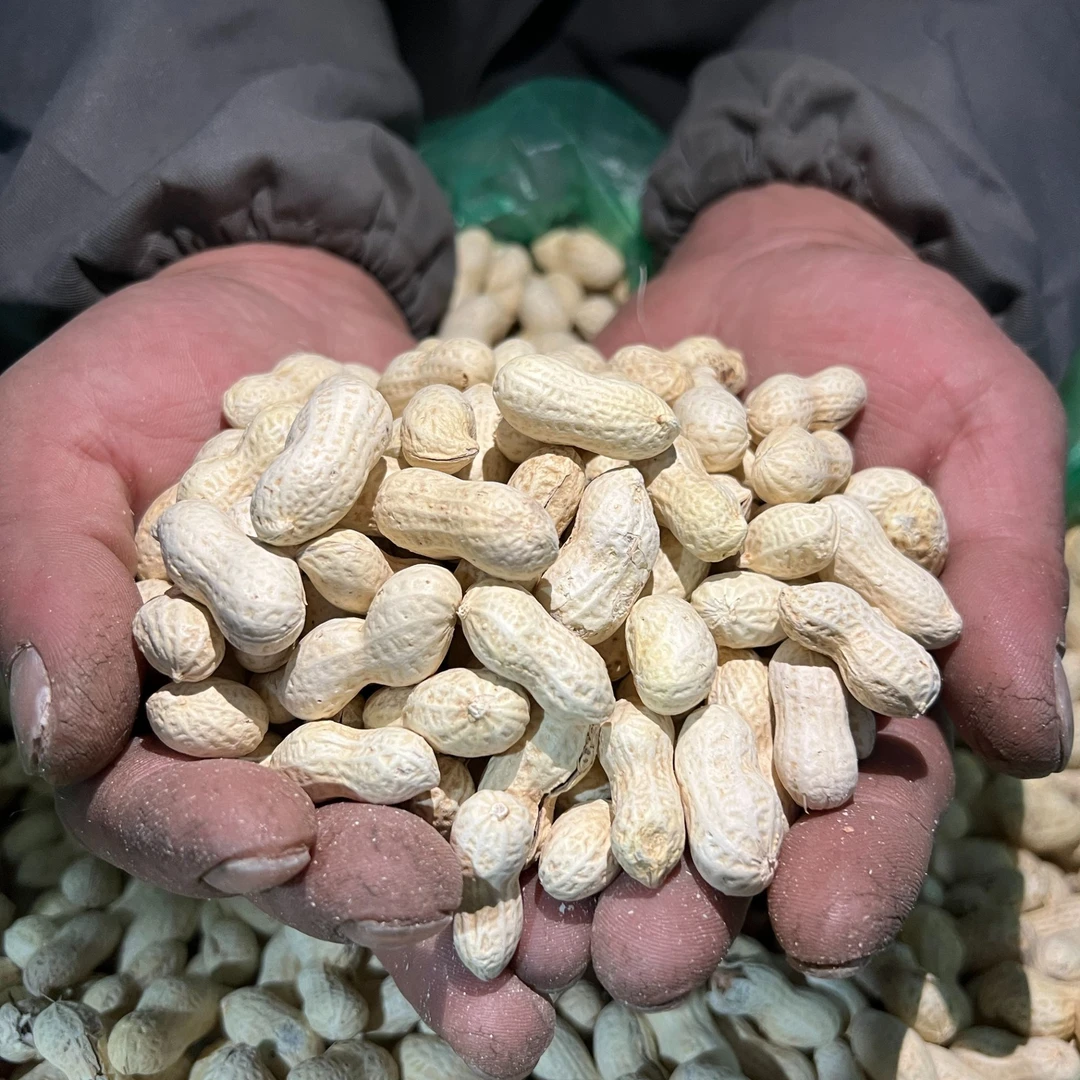新货花生蒜香五香奶香核桃陈皮味带壳柴火花生休闲下酒零食特产