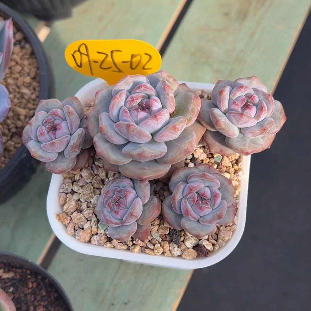 09-25-02石榴籽多肉植物