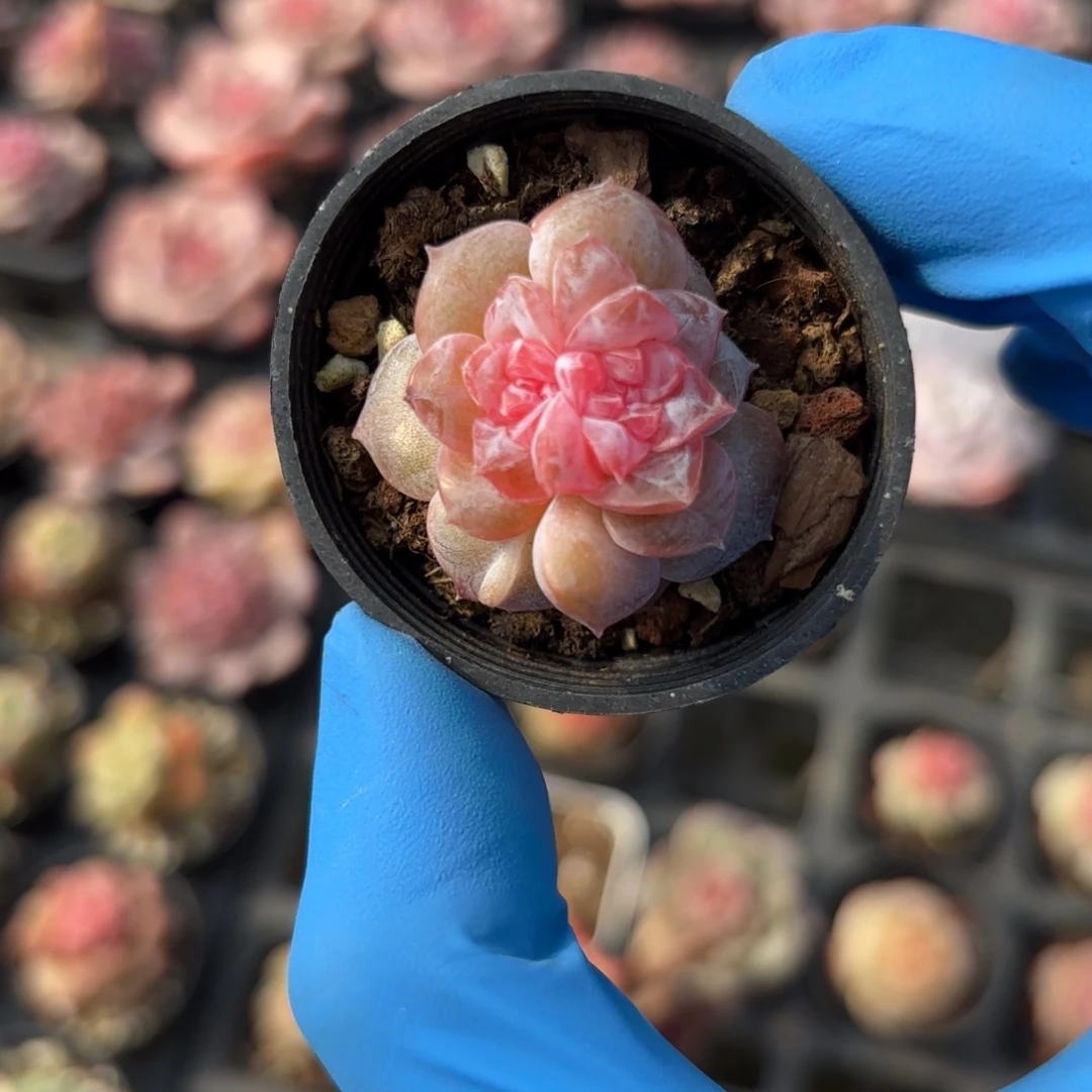 石榴糖心一物一拍
