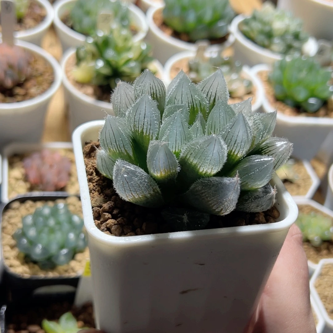 特选实生毛玉露母本大窗