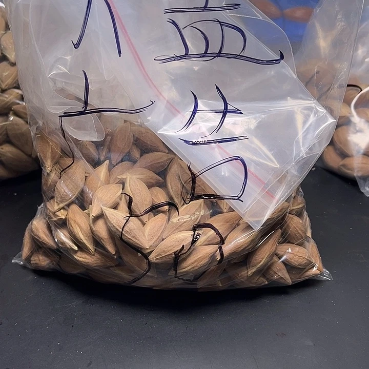 大***告手串/手链橄榄核111