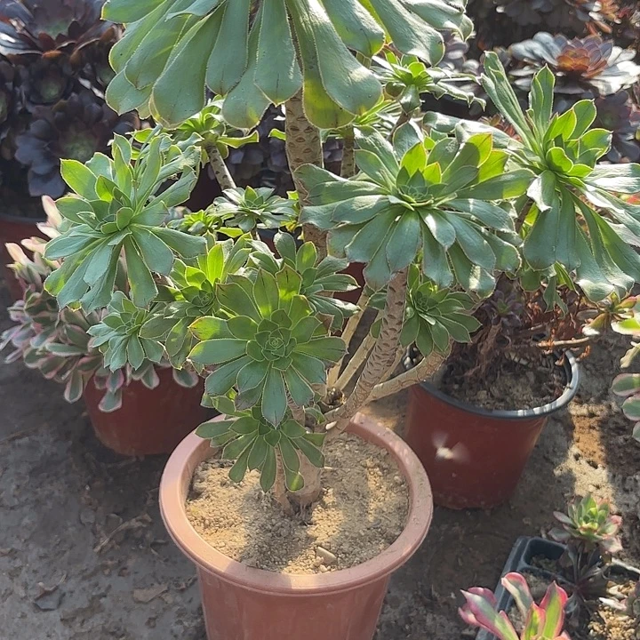 多肉植物原始绿44