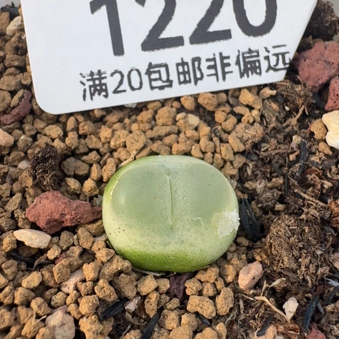 拉登1.2带盆土。  1200