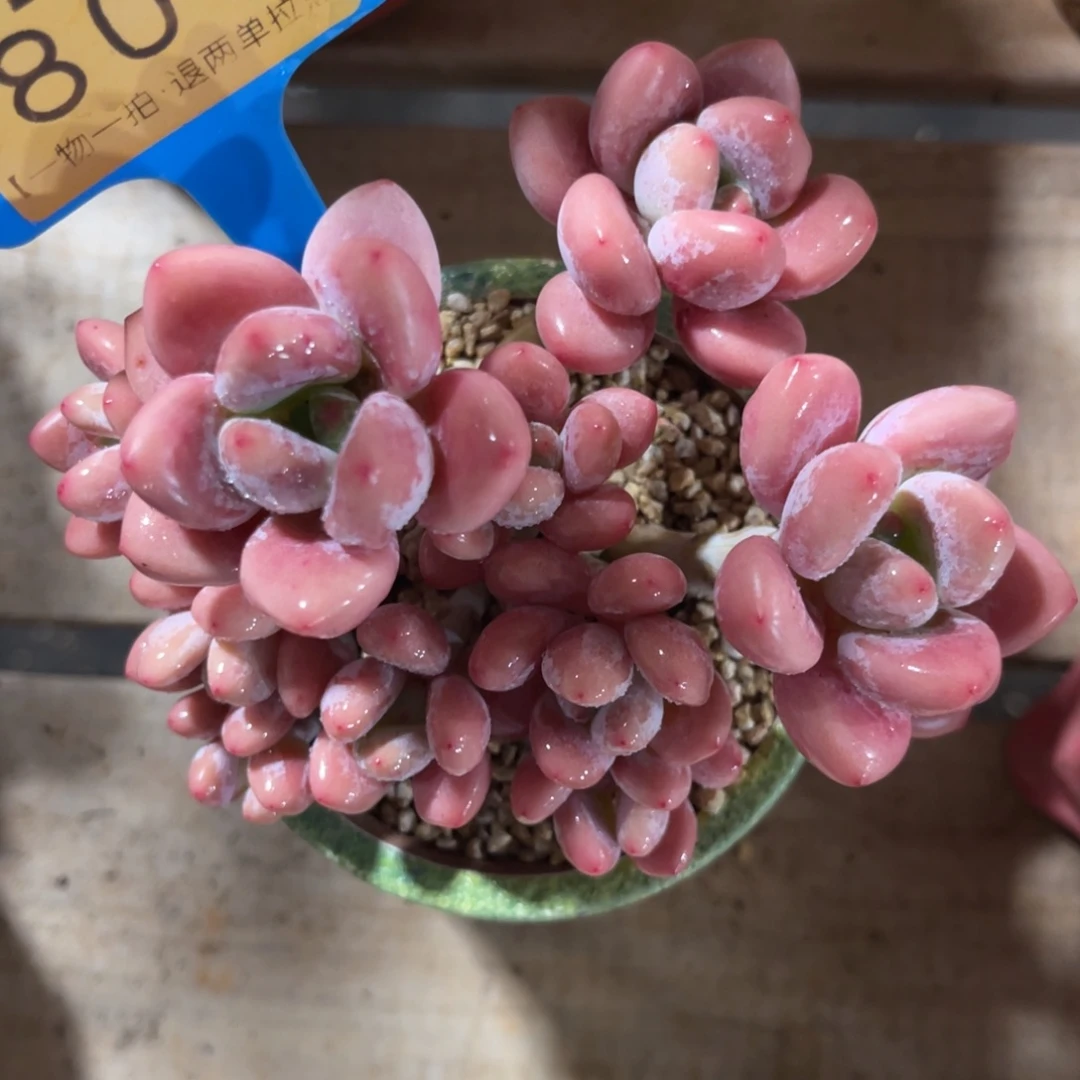 云尘多肉一物一拍不含盆803