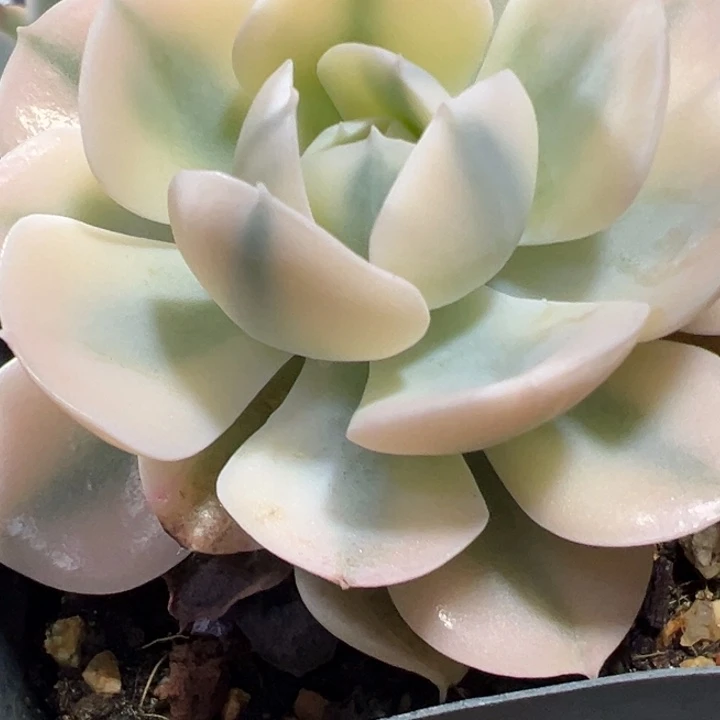 鲁氏锦多肉植物量
