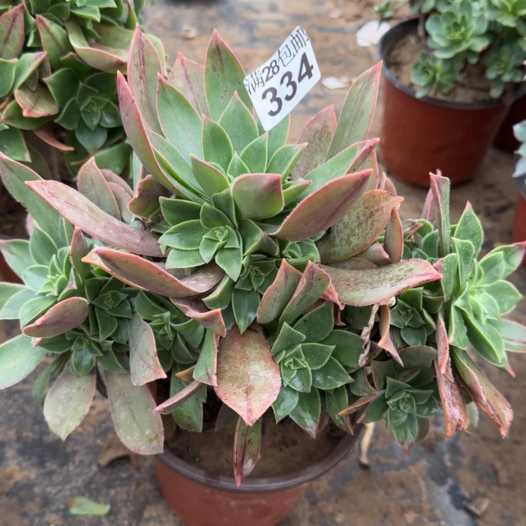 红叶多肉334满28包邮断枝不包