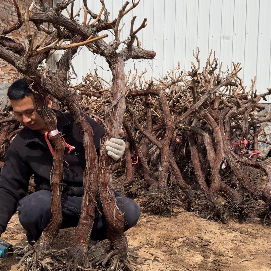 【闪购商品】一**花11111111