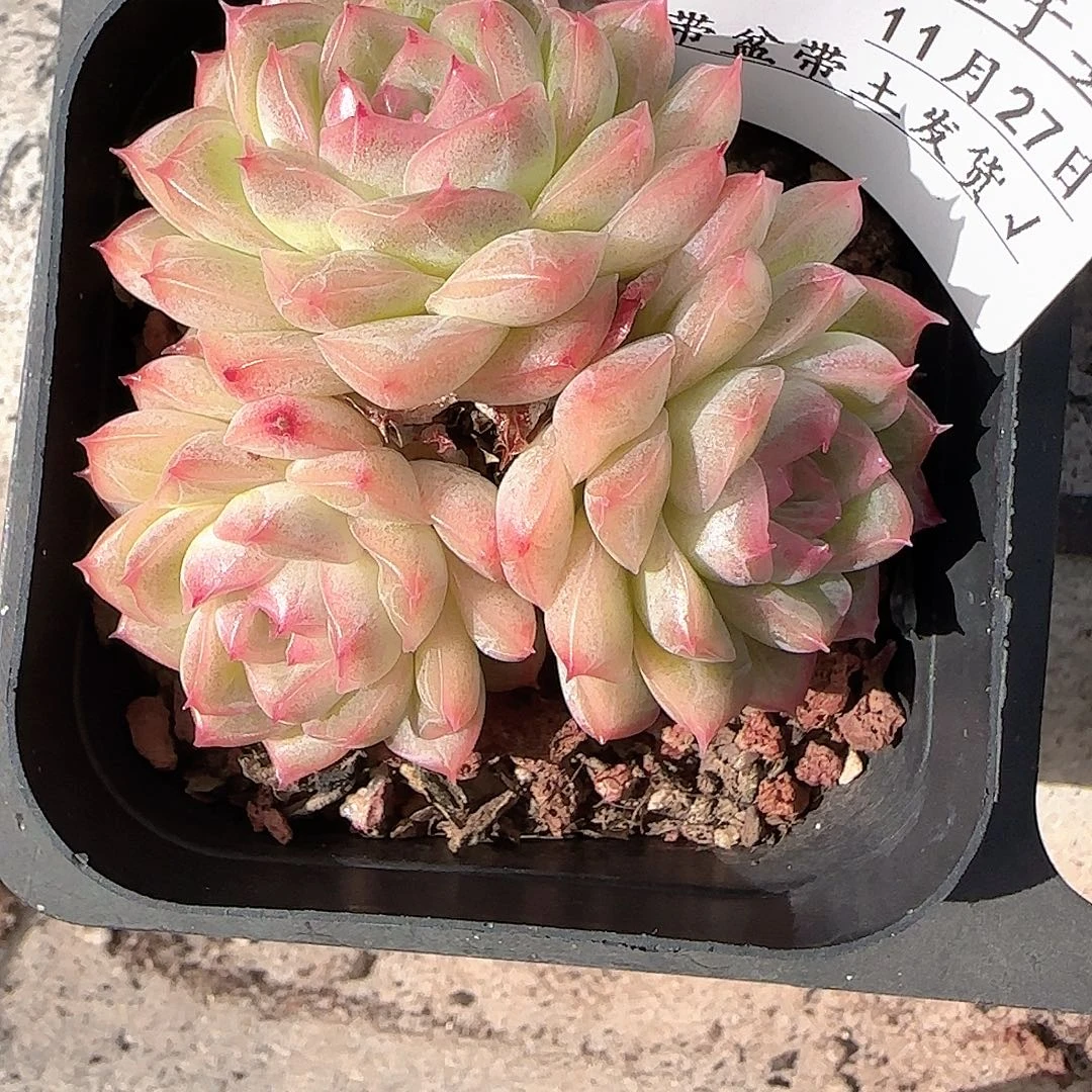 橘****多肉1127-148女王