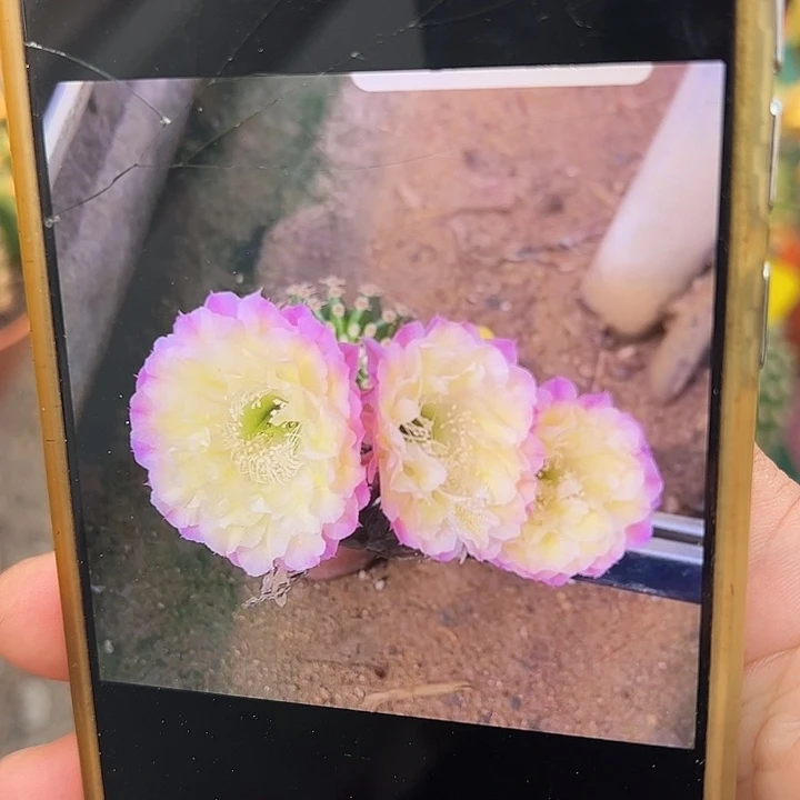 自根马丙，偏远不包邮