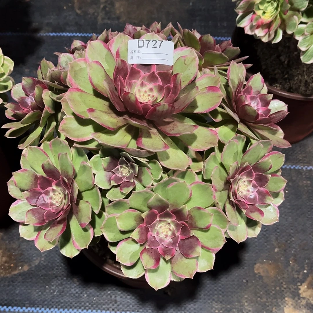 多肉植物727粉花妖