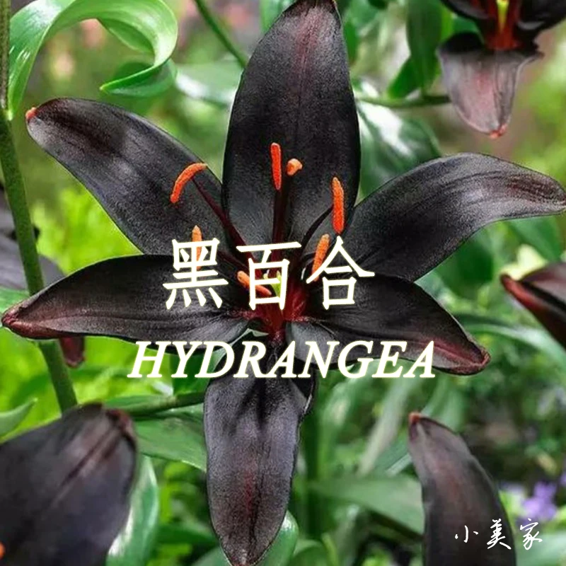 超级炸单方精油保加利亚奥图黑百合花精油