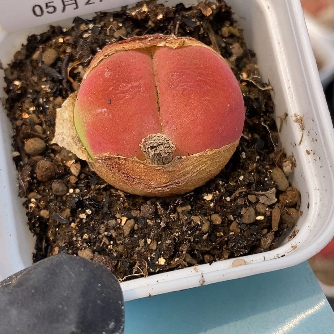 喵*崽桃喜花园0527-5蟠桃