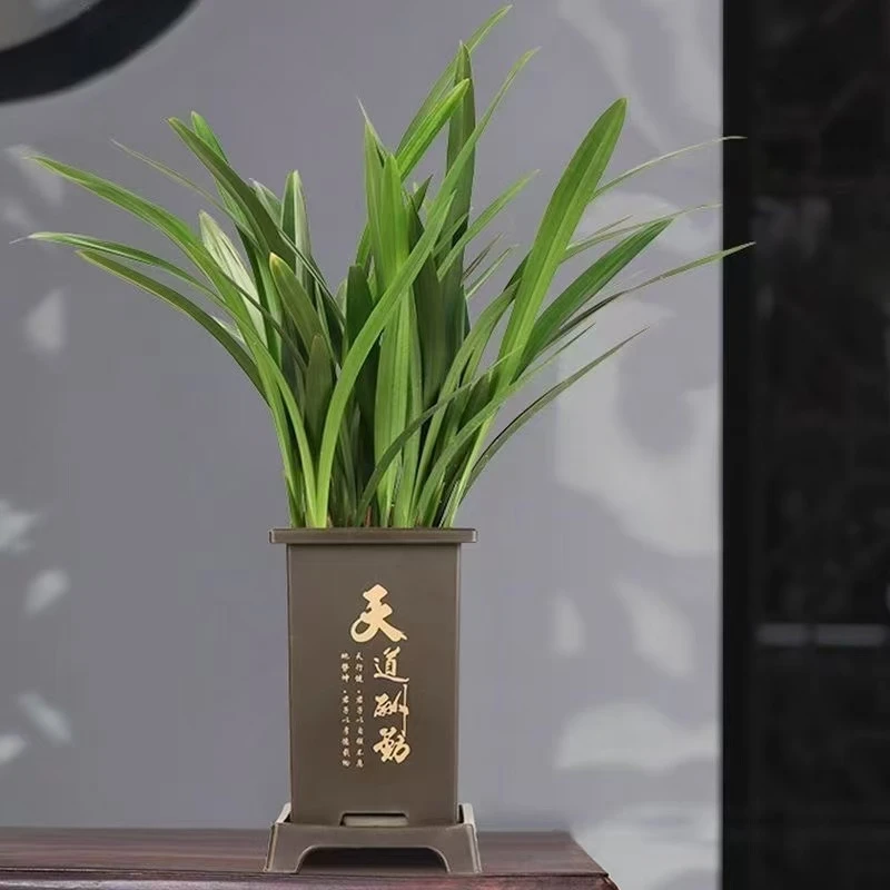 带盆栽好兰花盆栽好养花卉绿植物冬春开花室内耐寒兰花