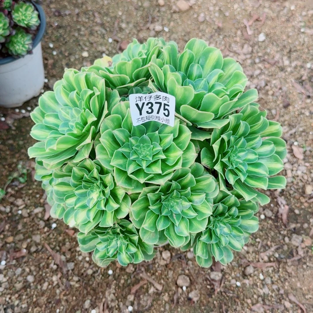 翡翠琉璃法师375冠幅20