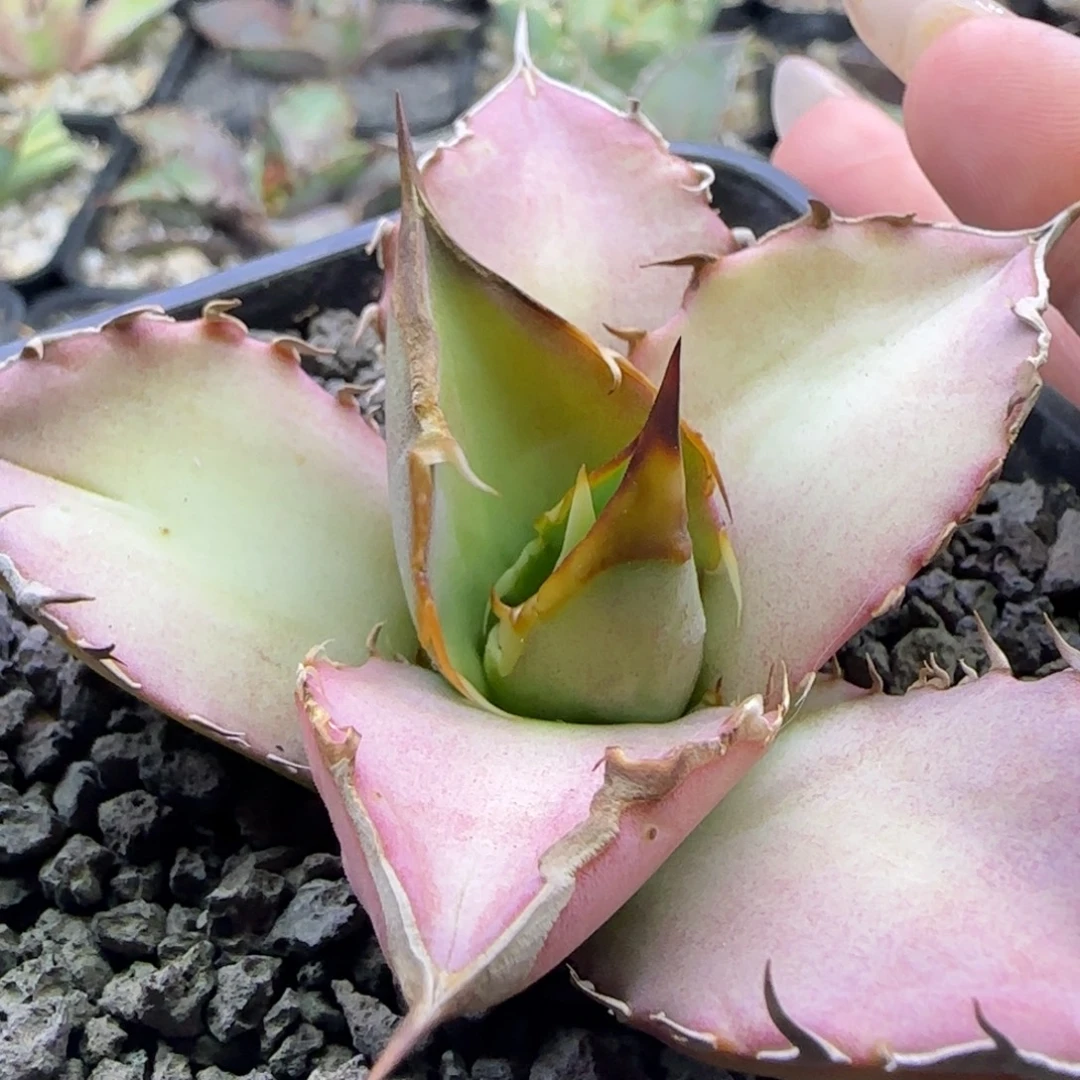 实生8号啦啦啦啦啦啦