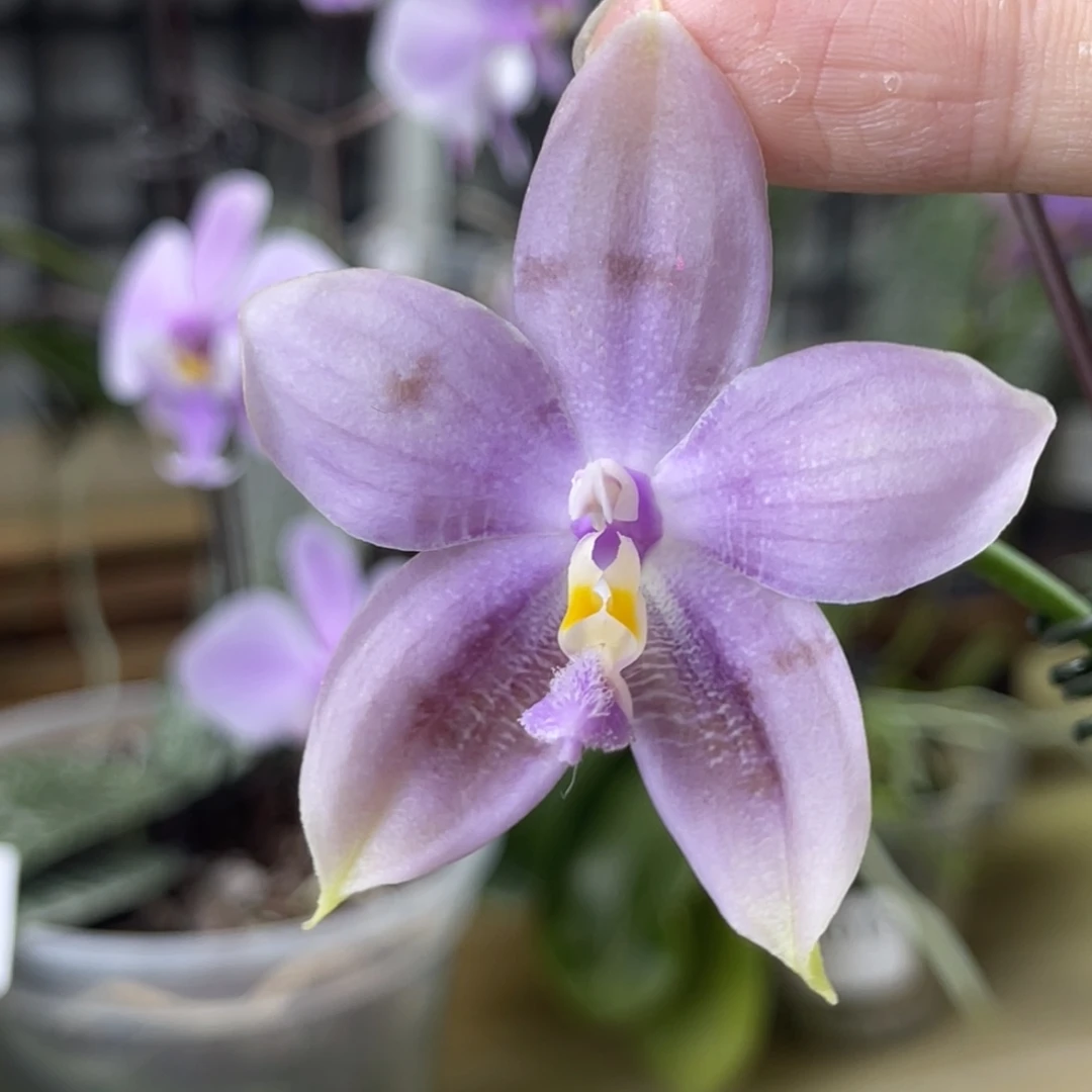 完全开放SWRAJ201-1159