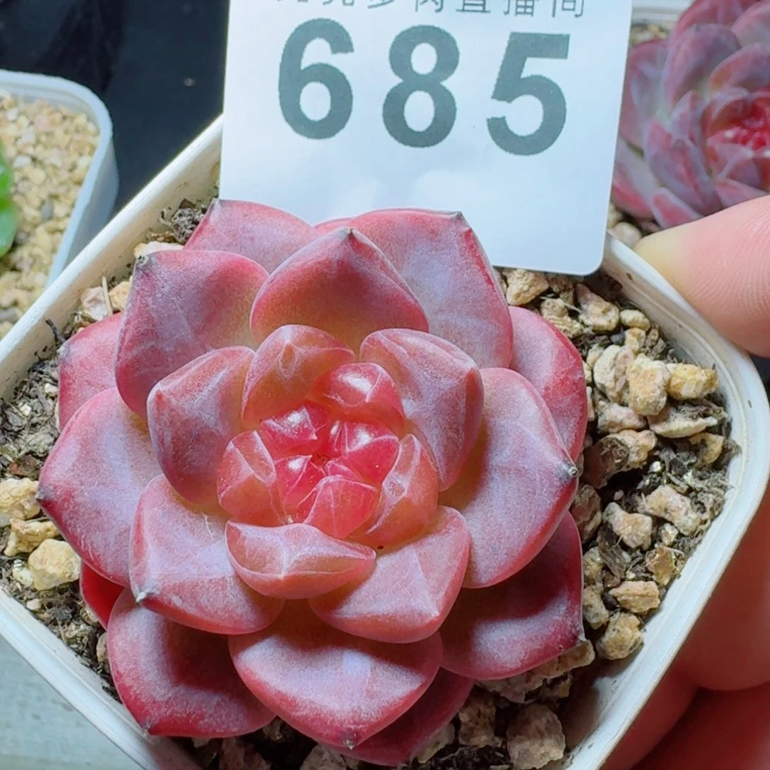 灯芯琥珀            精美多肉植物