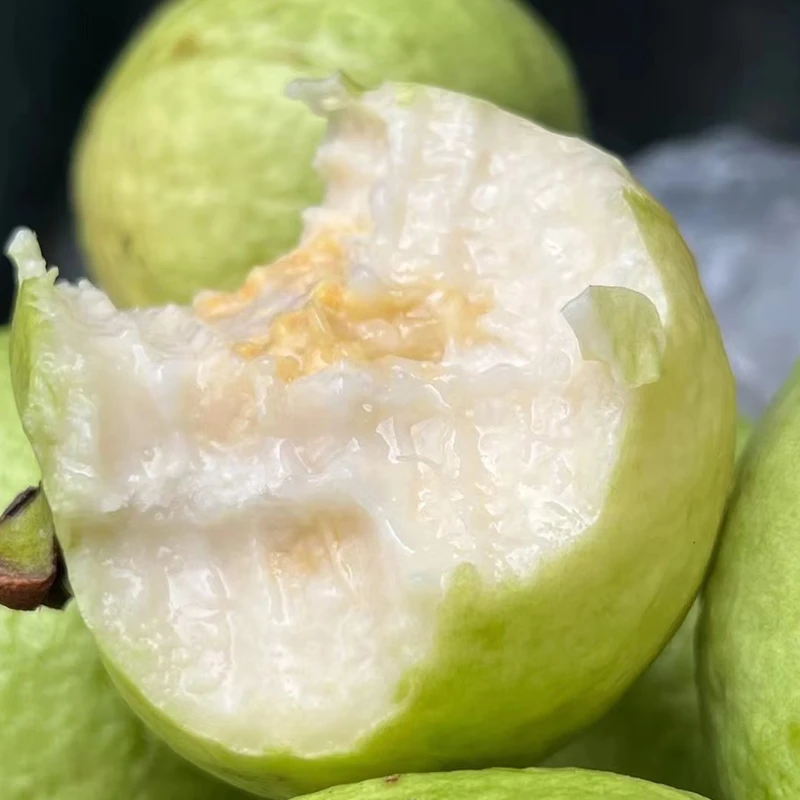 [福建漳州]新鲜奶油白心芭乐软糯软心奶油口感香甜多汁当季水果