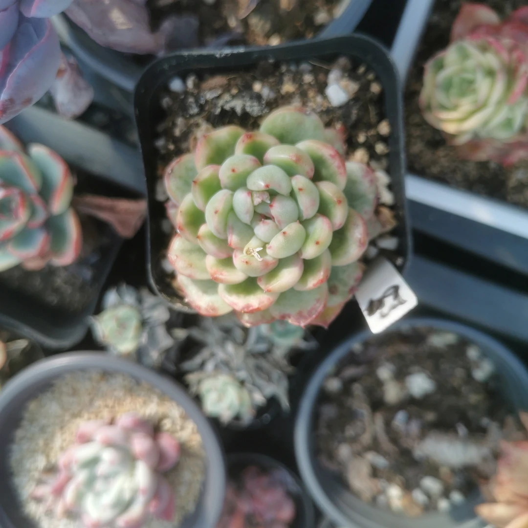 冰天使锦多肉植物（妄念）