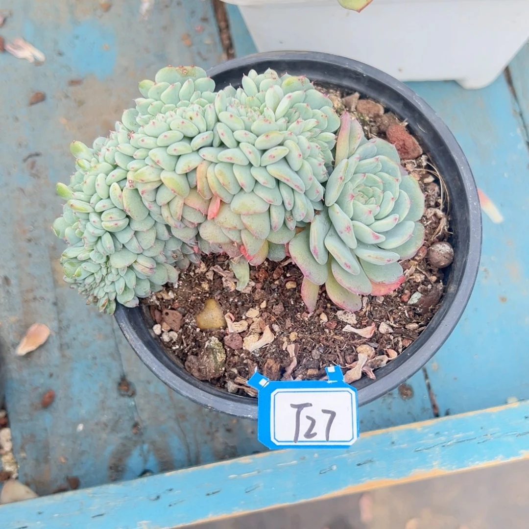 四***花精品多肉植物老桩