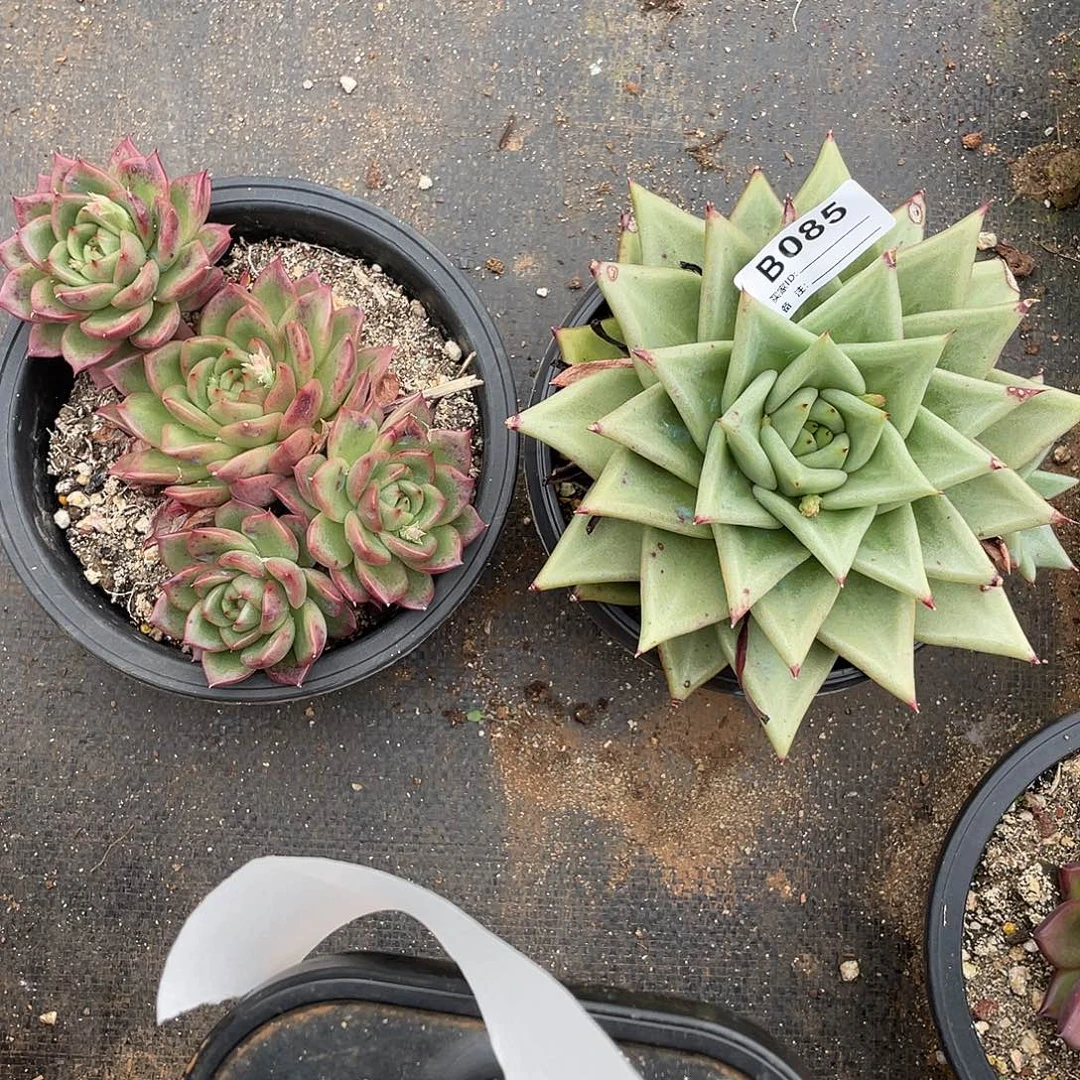 若如东云组拍B085